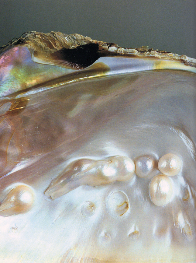 Perlada: Mabé Pearls in pearl mussel (fig. 1)