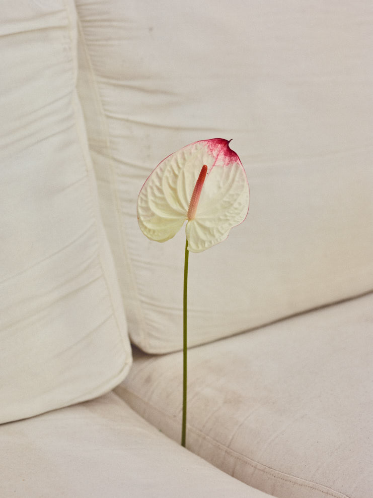 Perlada, project: Color Concept Campaign (fig. 2)